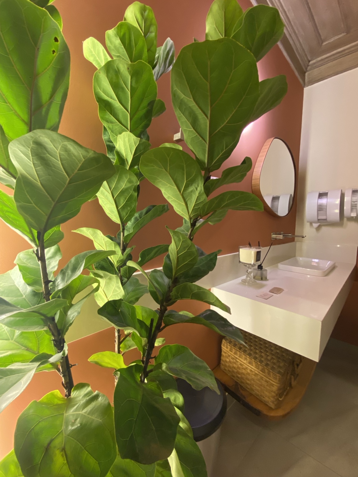Lavabo com parede terracota, planta de folhas largas à esquerda e bancada branca com difusor Hyooga & Co. e vela ao lado da cuba